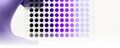 A photo of a 96-well microplate showcasing serial dilutions of purple dye solution.